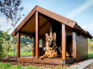 Menachery Kennels Laloor Pet Shop in Aranattukara, Thrissur, Kerala