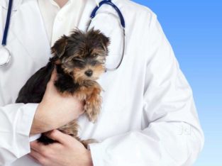 Dog School Pet Shop in Peyad, Thiruvananthapuram, Kerala