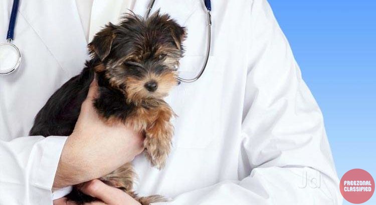 Dog School Pet Shop in Peyad, Thiruvananthapuram, Kerala