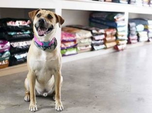 Pets Land Pet Shop in Kannettumukku, Thiruvananthapuram, Kerala
