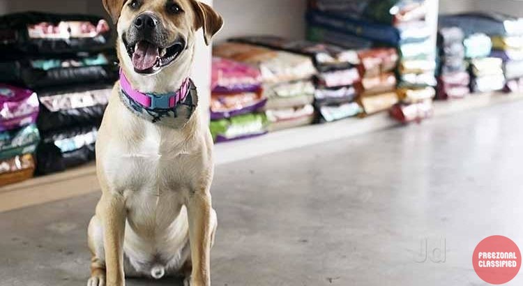 Pets Land Pet Shop in Kannettumukku, Thiruvananthapuram, Kerala