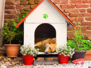 Sheryl Kennels Pet Shop in Anjur Mundur, Thrissur, Kerala