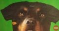 Sofine Kennels Pet Shop in Mission Quarters, Thrissur, Kerala