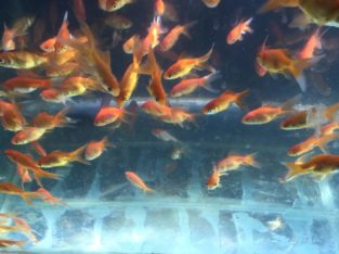 AS Aqua Farm, Hatchery Pet Shop in Kattakkada, Thiruvananthapuram,Kerala