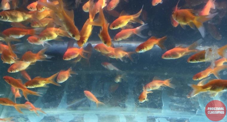 AS Aqua Farm, Hatchery Pet Shop in Kattakkada, Thiruvananthapuram,Kerala