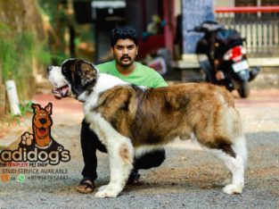 Adidog’s The Complete Pet Shop in Kunnamkulam, Thrissur, Kerala