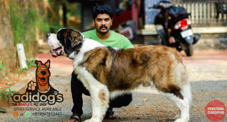 Adidog’s The Complete Pet Shop in Kunnamkulam, Thrissur, Kerala
