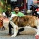Adidog’s The Complete Pet Shop in Kunnamkulam, Thrissur, Kerala