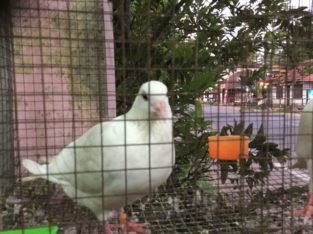 Adithya Pets And Aquarium Pet Shop in Amaravila, Trivandrum, Kerala
