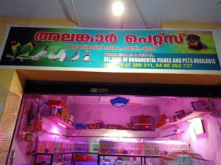 Alankar Pets Poovar Pet Shop in Poovar, Thiruvananthapuram, Kerala