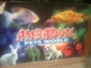 Ambadiyil Pets World Pet Shop in Balaramapuram, Trivandrum, Kerala