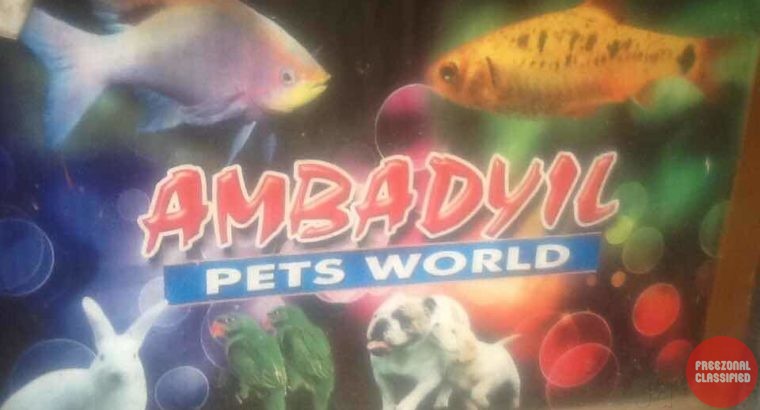 Ambadiyil Pets World Pet Shop in Balaramapuram, Trivandrum, Kerala