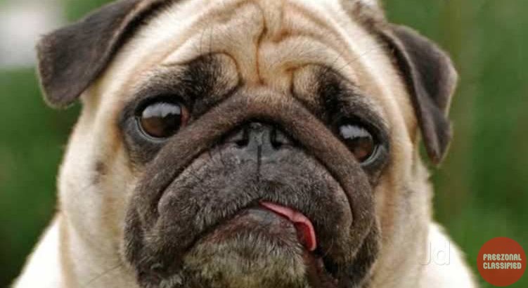 An Pets Shop Pet Shop in Malayankeezhu, Thiruvananthapuram, Kerala