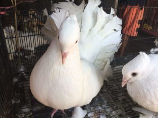B B Aquarium Pet Shop in Kazhakuttam, Thiruvananthapuram, Kerala