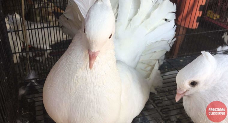 B B Aquarium Pet Shop in Kazhakuttam, Thiruvananthapuram, Kerala