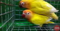 Bamboos Pets & Exotics Pet Shop in Chalai, Thiruvananthapuram, Kerala