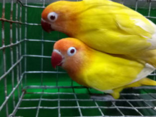 Bamboos Pets & Exotics Pet Shop in Chalai, Thiruvananthapuram, Kerala