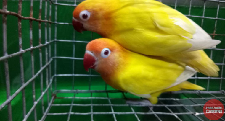 Bamboos Pets & Exotics Pet Shop in Chalai, Thiruvananthapuram, Kerala