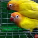 Bamboos Pets & Exotics Pet Shop in Chalai, Thiruvananthapuram, Kerala