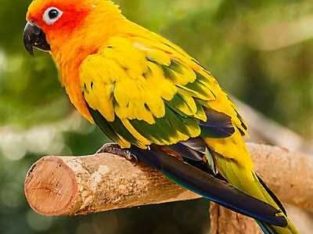 Black Aquarium, Aviary Pet Shop in Attingal, Thiruvananthapuram, Kerala