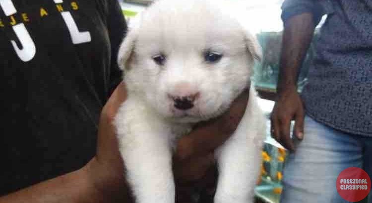 Blue Nest Home Pets AquariumPetShop in Kanjirampara,Trivandrum, Kerala