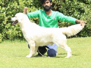 Bongo Kennel Trivandrum Pet Shop in Pazhavangadi, Trivandrum, Kerala