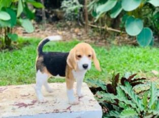 Bow wow Aquarium & Pet Pet Shop in Pattom, Thiruvananthapuram, Kerala