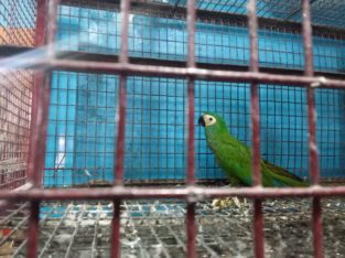 Classic Pets Pet Shop in Thambanoor, Thiruvananthapuram, Kerala