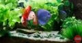 Crazy Fish N Pets Pet Shop in Kumarapuram, Thiruvananthapuram, Kerala