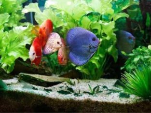 Crazy Fish N Pets Pet Shop in Kumarapuram, Thiruvananthapuram, Kerala