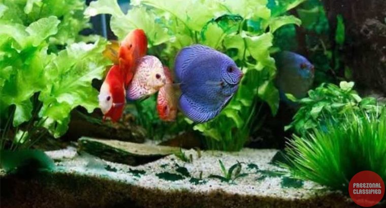 Crazy Fish N Pets Pet Shop in Kumarapuram, Thiruvananthapuram, Kerala