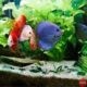 Crazy Fish N Pets Pet Shop in Kumarapuram, Thiruvananthapuram, Kerala