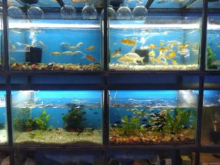 D Pets kennels & Aquarium Pet Shop in Thiruvananthapuram,Kerala