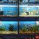 D Pets kennels & Aquarium Pet Shop in Thiruvananthapuram,Kerala