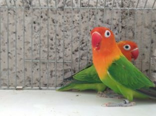 Fins And Wings Pet Shop in Kodunganoor, Thiruvananthapuram, Kerala