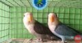 Fishland Pet Center andAquariumPet Shop inPachallor,Trivandrum, Kerala