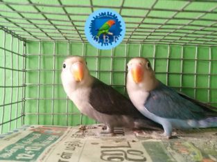 Fishland Pet Center andAquariumPet Shop inPachallor,Trivandrum, Kerala