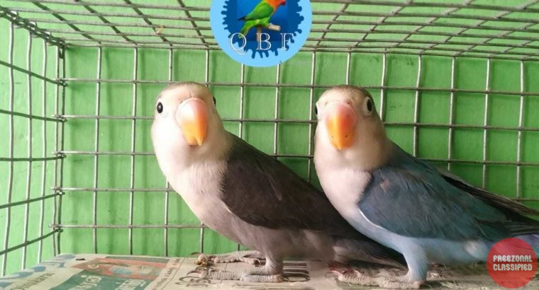 Fishland Pet Center andAquariumPet Shop inPachallor,Trivandrum, Kerala