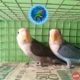 Fishland Pet Center andAquariumPet Shop inPachallor,Trivandrum, Kerala