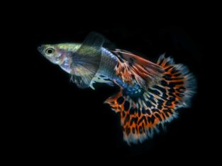 Golden Aquarium in Thrissur, Thrissur, Kerala