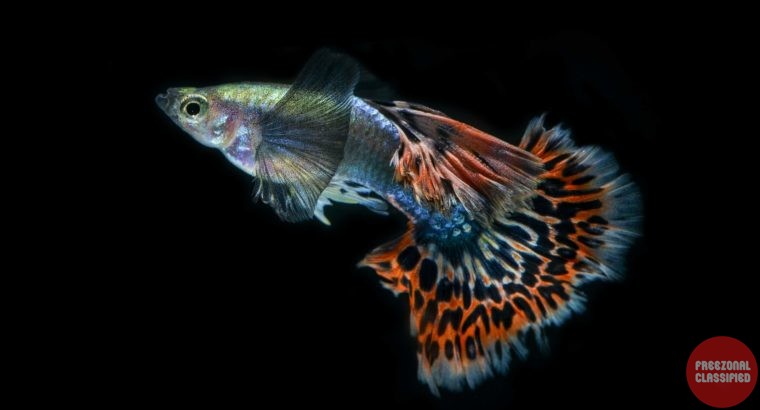 Golden Aquarium in Thrissur, Thrissur, Kerala