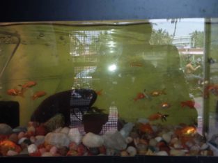 Golden Aquarium Pet Shop in Peroorkkada, Thiruvananthapuram, Kerala