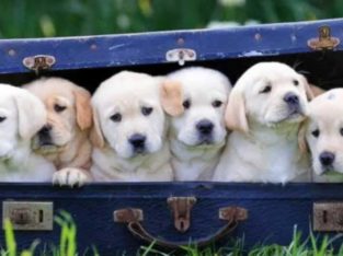 Indian Ocean Pet Shop in Chalai, Thiruvananthapuram, Kerala