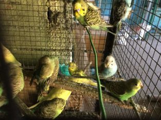 Jessy Aquarium Pet Shop in Panachamoodu, Thiruvananthapuram, Kerala
