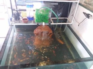 J K Marine Wonder Pet Shop in Nalanchira, Thiruvananthapuram, Kerala