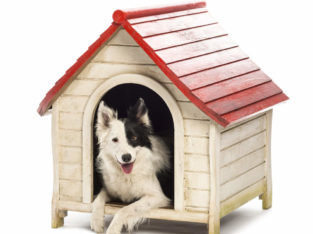 Kennel Pet Shop in Kaipamangalam, Thrissur, Kerala