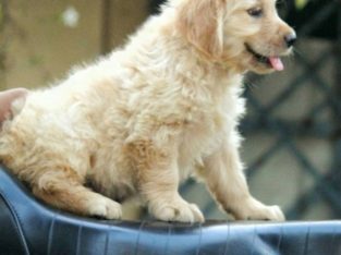 Kichoos Pets And Aquariums Pet Shop in Edapazhinji, Trivandrum, Kerala