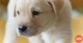 Le Blue Coppers Pet Store & Kennel in Shanghumugham, Trivandrum, Kerala