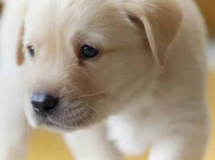 Le Blue Coppers Pet Store & Kennel in Shanghumugham, Trivandrum, Kerala
