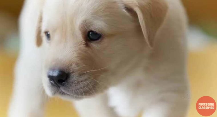 Le Blue Coppers Pet Store & Kennel in Shanghumugham, Trivandrum, Kerala